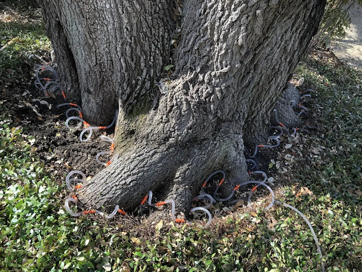 Detailed Tree Cabling and Bracing job site in O Fallon