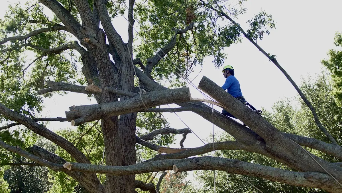 Professional Crown Thinning performed by certified arborists in O Fallon